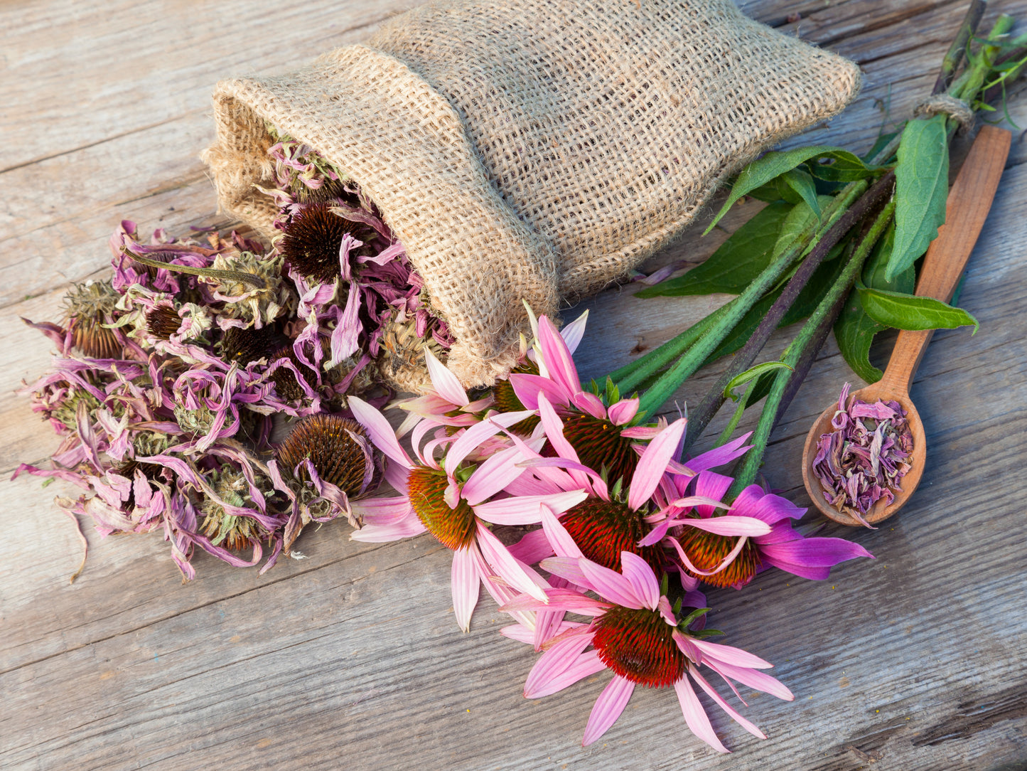 Echinacea Tea